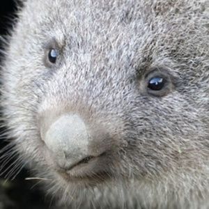 Meet your Posher, Teresa